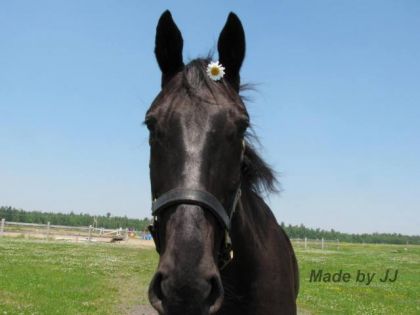 L'art de décorer son cheval hahaha