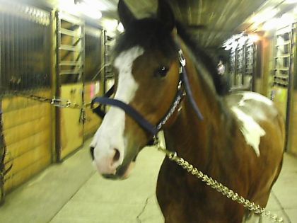 C Jolly un tit poney ke jai monté a ma premiere compé au centre...