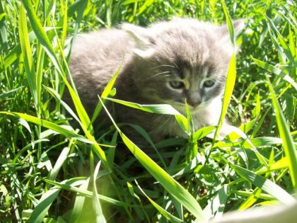 mon petit minou