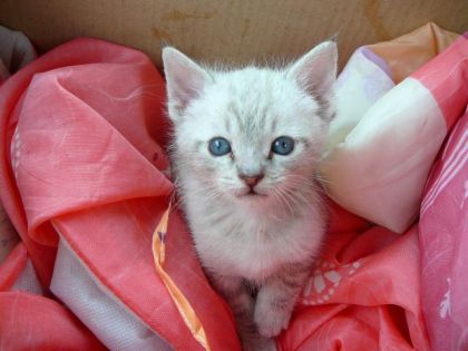 mon p'tit chat que j'ai trouvé dans un sac dans  une poubelle...