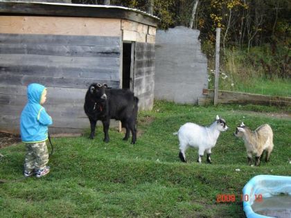mon garcon et nos 3boucs