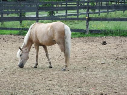 Un poney de mon club