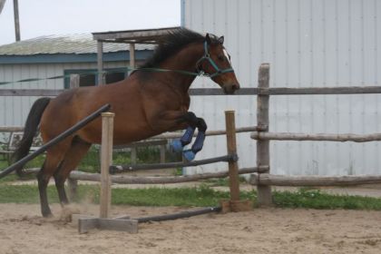 Il a tous les talents ce cheval ;) 