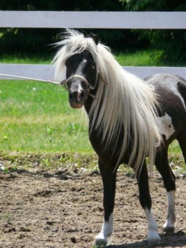 Nasser, super poney qui venait de se faire castrer.