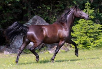 Lazur - Photo prise par Elise Genest.