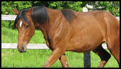 mon frison/thorouhbred, super temp&eacute;rament