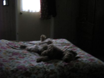ma grosse lily a 10h00 du matin ... une vrai ado!