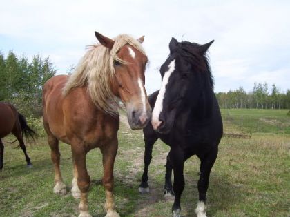 mes 2 gros qui s'Adore:P