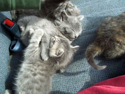 CHatton mignon!