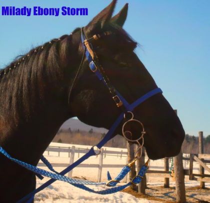 Milady Ebony Storm