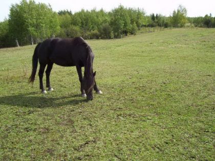 la belle cadence!