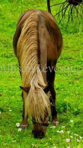 Un poney chez Poney en fête