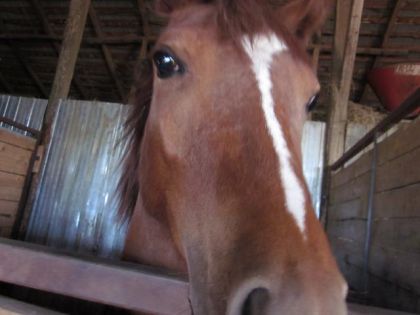 Volt, un magnifique cheval des écuries d'aubrac!