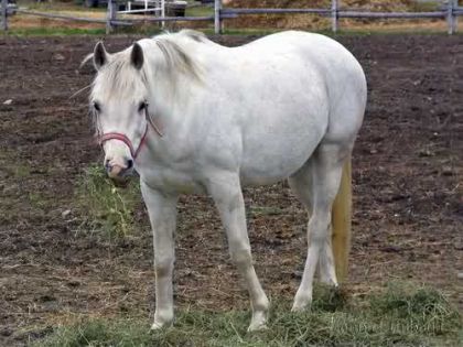 Cheval blanc au pacage