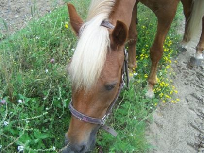 Et voici ma Kelly... Miam... du bon gazon :D