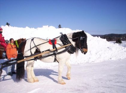 Joe Black en attelage a l'hiver!-2