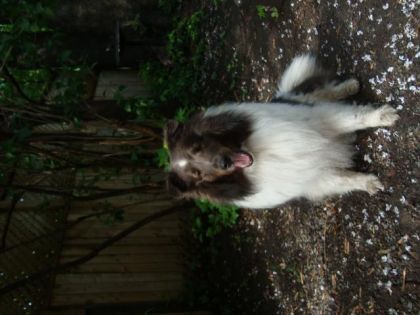 Mon chien Shadow :)