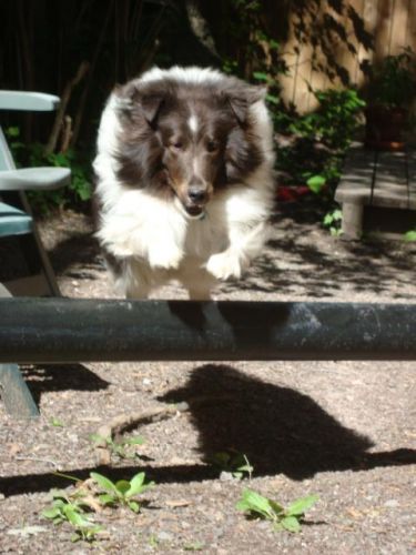 Mon chien sur un petit saut! Photo prise par moi :)
