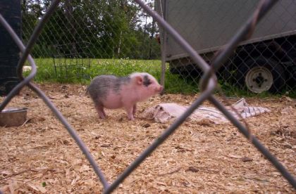 Elle est trop cutteeeee! Une petite BB cochon! Elle aime se...