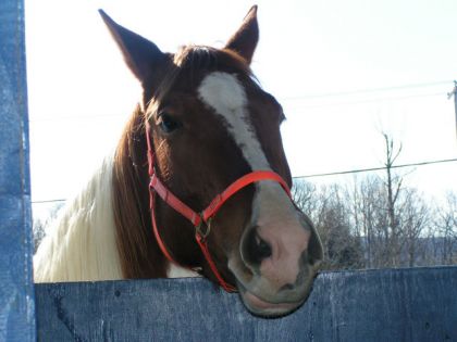Tête d'un paint horse