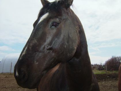 Le beau pégase...yer tu frai ste cheval la!!!
