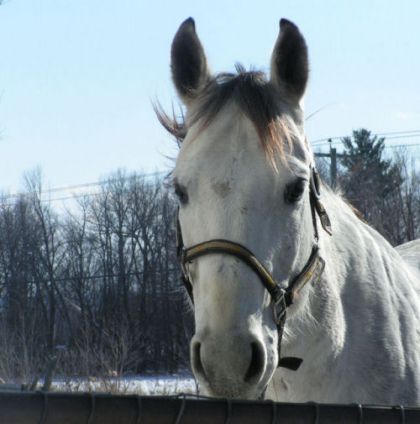 Tête d'un cheval gris