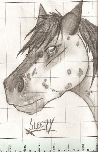Portrait que j'ai fait de l'Appaloosa de mon coeur =) Sans...