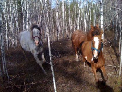 Les chevaux qui font du hors piste quand on va marcher avec eux!