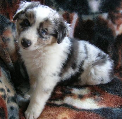 Mâle Berger Australien Bleu Merle,6 sem