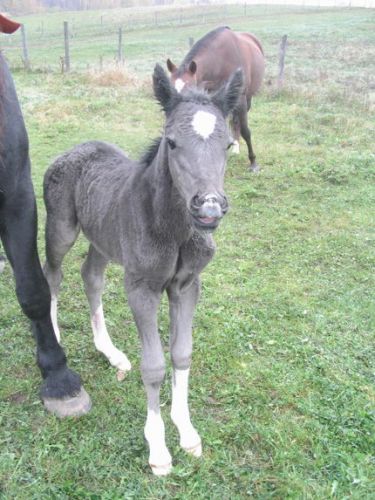 Bébé cheval
