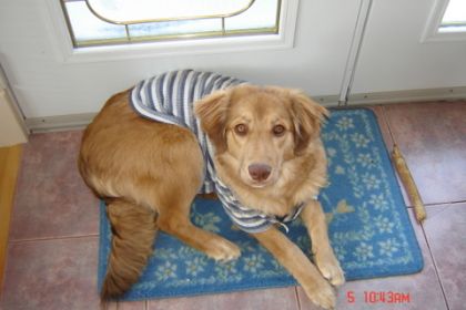 Dixie en t-shirt