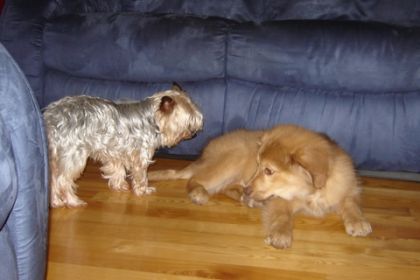 Dixie et Rouki  (on fait connaissance?)
