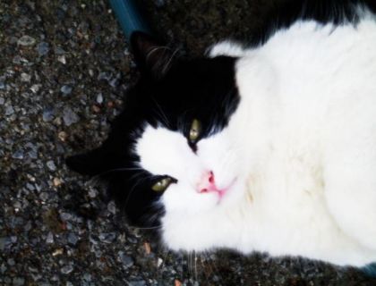 quess que vous en dite de se chaton c( = 