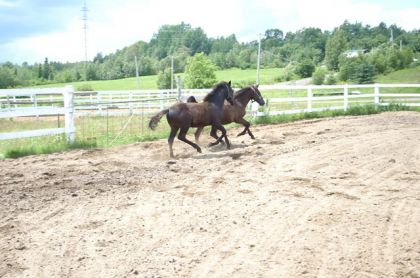 Tyson et Tonka font la course! :)