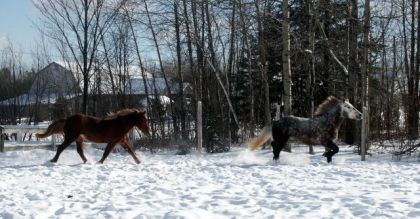 Martigan et son copin Silver.A fond d'train !