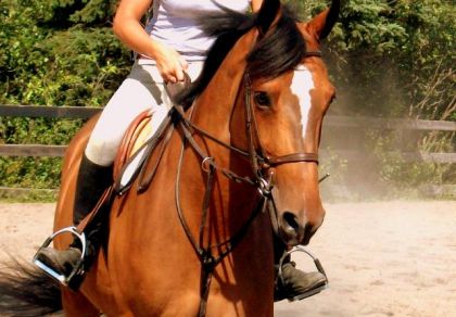 Quaker (Belle photo allie ! **chevaal13)