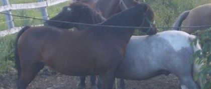 Meggy et Jack en train de se gratter.