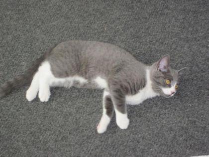 B&eacute;b&eacute; chat :)
