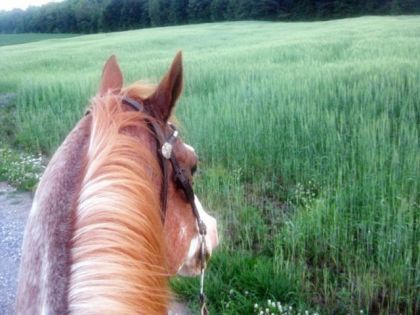 gros Mo en chemin pour le ruisseau! :-p
