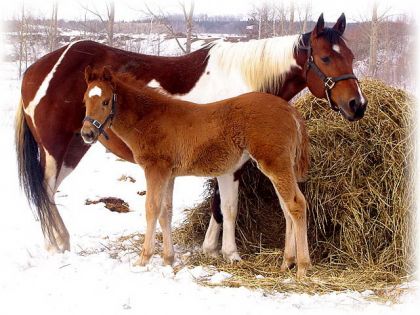 ma jument bee et son bébé miss