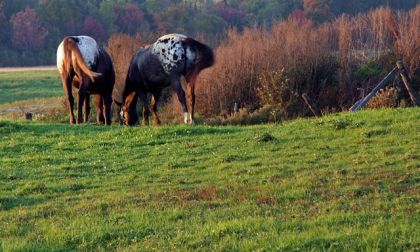 Magnifiques Appaloosa!
