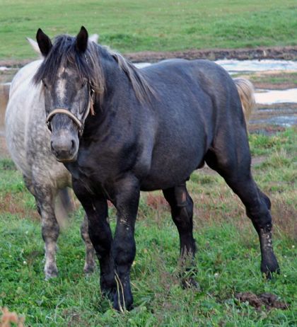 Percheron!
