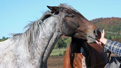 Le beau Joé un super appaloosa! à l'écurie où Rokets ira, c'est...