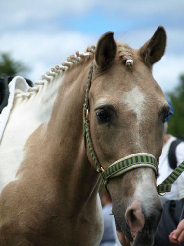 une photo d'un beau poney
