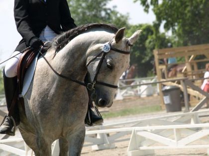 mon cheval!