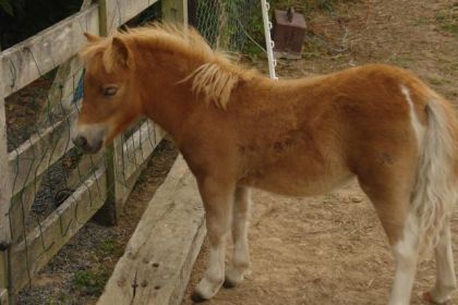 mon poulain Appy