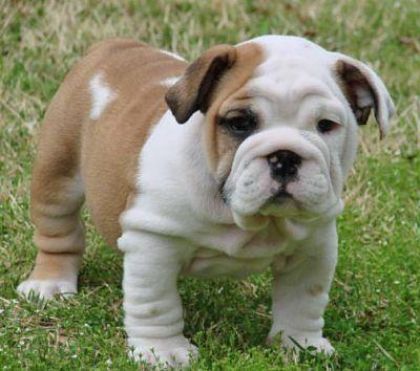 Non ce n'est pas un cheval , mais voici foster un bulldog...