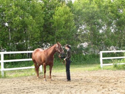 Pas toujours facile de placer son cheval au carré!