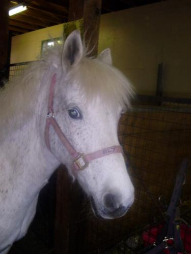 ma belle amour: Aly alias Alinette ou lili