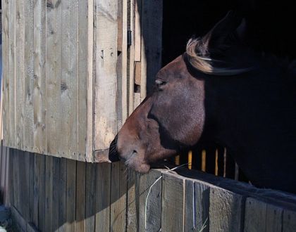 Jument Rocky Mountain ou Kentuchy Mountain je ne sais plus????